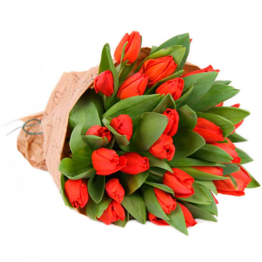 Тюльпан красный